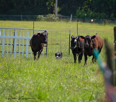 Afternoon Cattle Annabel (18) copy.jpg