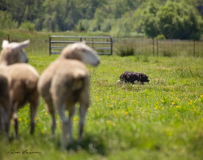 Afternoon Sheep Bri (1) copy.jpg