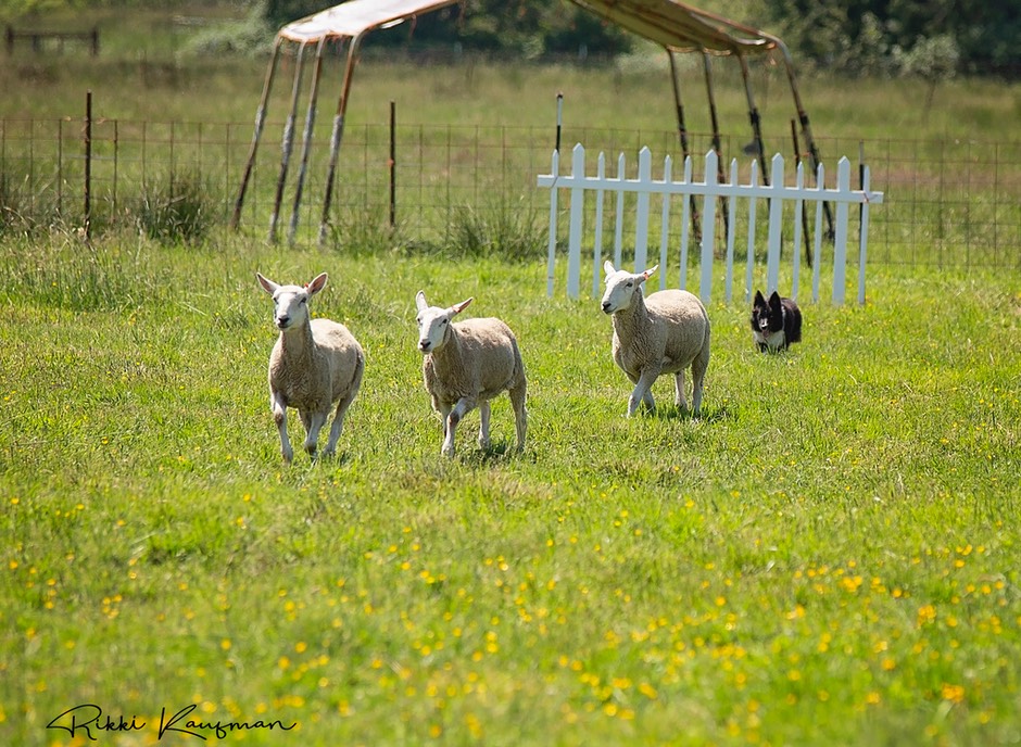 Afternoon Sheep Bri (7) copy.jpg