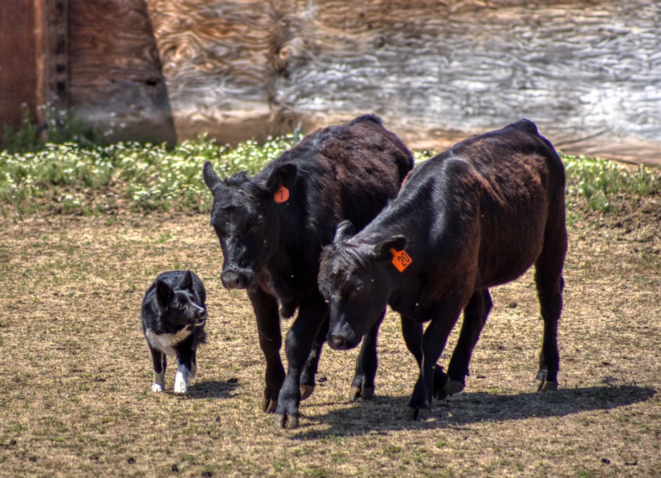 bri cow.jpg