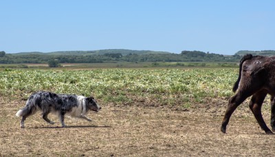 cruise field.jpg