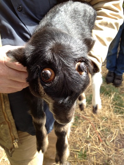 disbudding lamancha