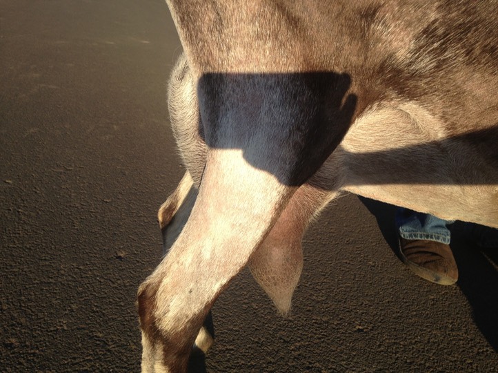 ravens view farms blitz udder